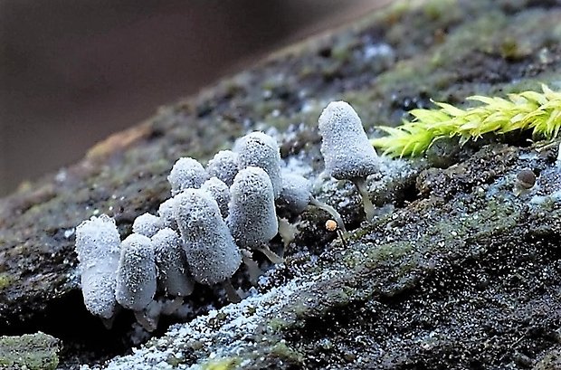 mištička Arcyria sp.