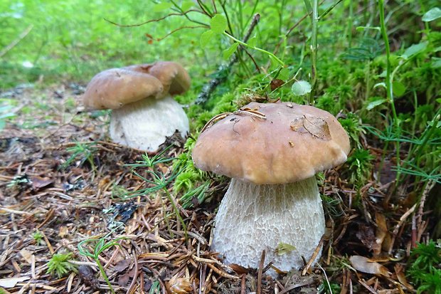 hríb smrekový Boletus edulis Bull.