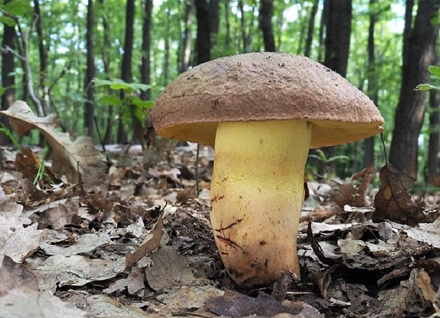 hríb príveskatý Butyriboletus appendiculatus (Schaeff. ex Fr.) Secr.