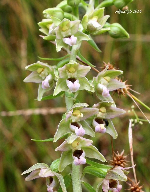 kruštík širokolistý pravý Epipactis helleborine subsp. helleborine (L.) Crantz