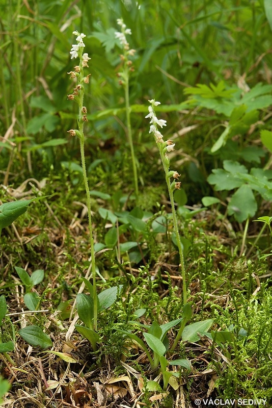 smrečinovec plazivý Goodyera repens (L.) R. Br.