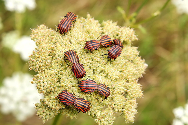 bzdocha pásavá Graphosoma italicum