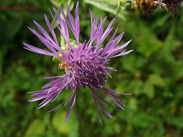 nevädzovec lúčny Jacea pratensis Lam.