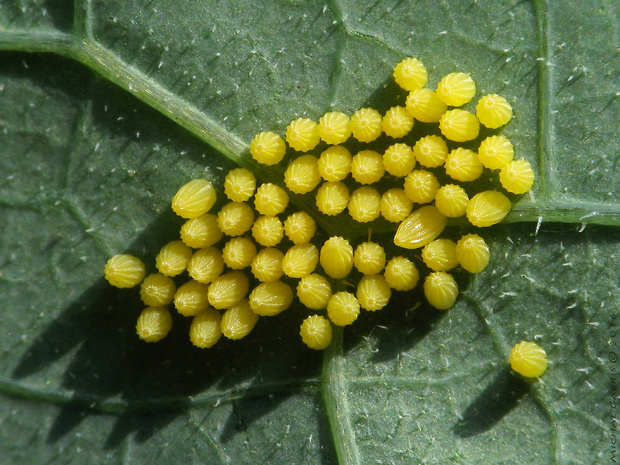 mlynárik kapustový Pieris brassicae Linnaeus, 1758