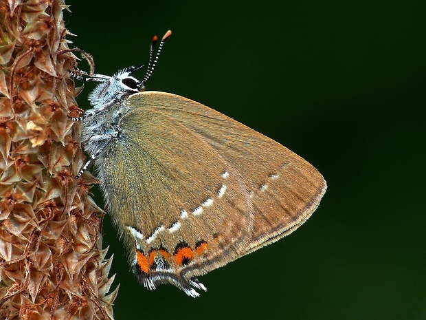 ostrôžkár malý (sk) / ostruháček kapinicový (cz) Satyrium acaciae Fabricius, 1787