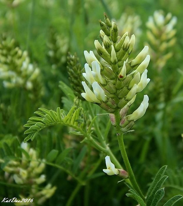 kozinec cícerovitý Astragalus cicer L.