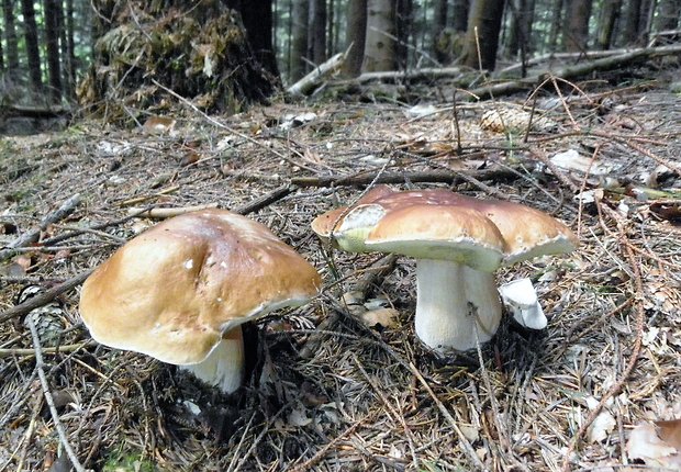 hríb smrekový Boletus edulis Bull.