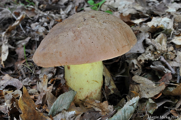 hríb príveskatý Butyriboletus appendiculatus (Schaeff. ex Fr.) Secr.