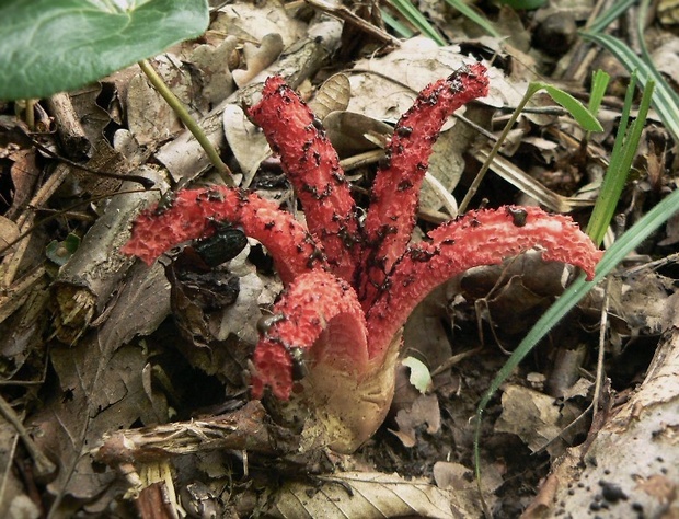 mrežovka kvetovitá Clathrus archeri (Berk.) Dring