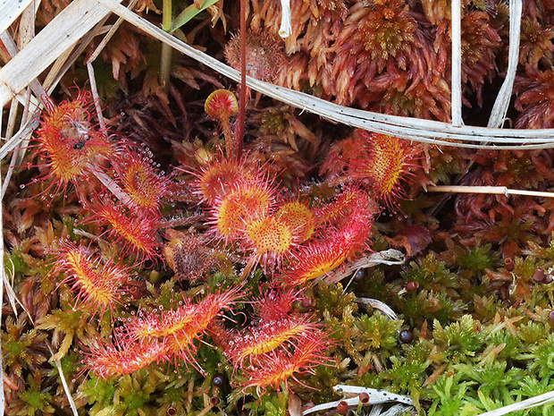 rosička okrúhlolistá Drosera rotundifolia L.