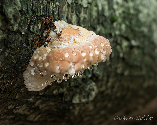 práchnovček pásikavý Fomitopsis pinicola (Sw.) P. Karst.