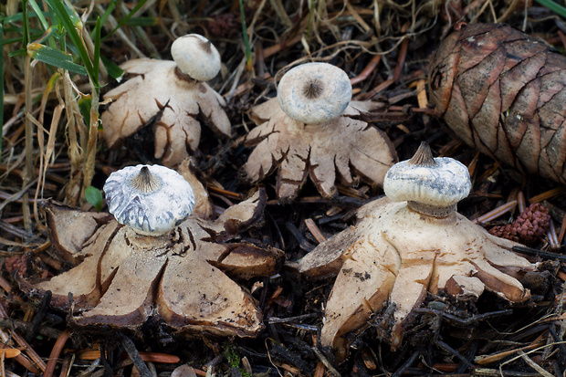 hviezdovka golierikovitá Geastrum striatum DC.