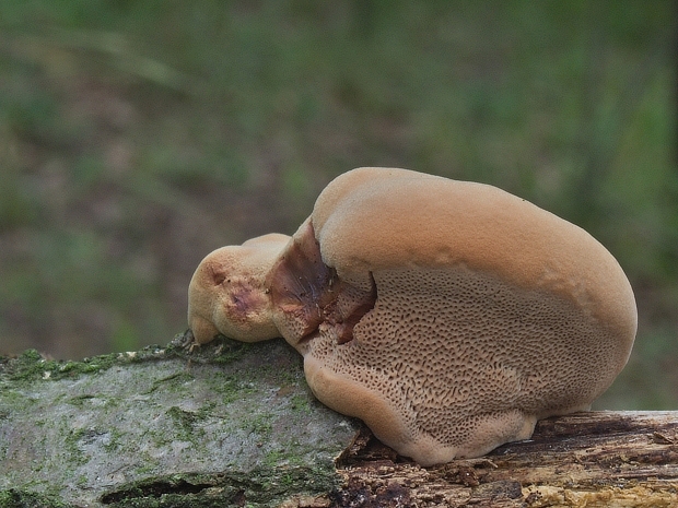 hlinovec červenkastý Hapalopilus rutilans (Pers.) Murrill