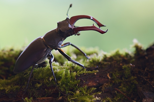 roháč veľký Lucanus cervus