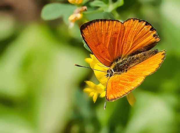 ohniváčik zlatobýľový Lycaena virgaureae