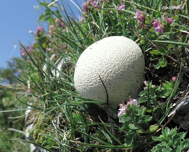 rozpadavec dlabaný Lycoperdon utriforme Bull.