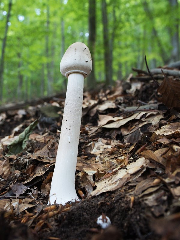 bedľa vysoká Macrolepiota procera (Scop.) Singer