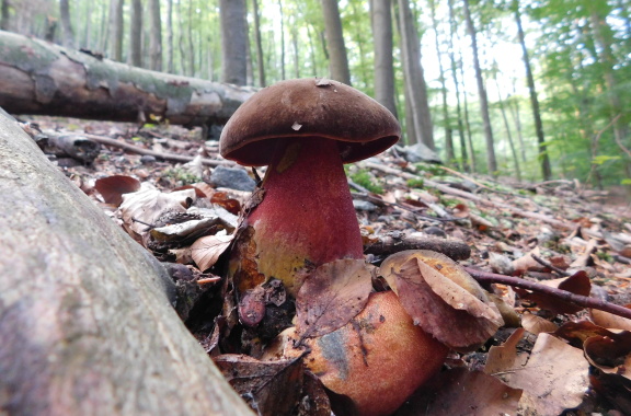 hríb zrnitohlúbikový červený Neoboletus luridiformis var. rubropileus (Dermek) Šutara