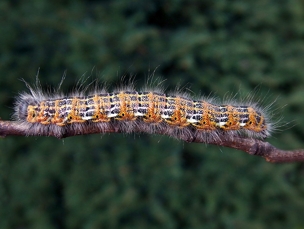 faléra lipová  Phalera bucephala