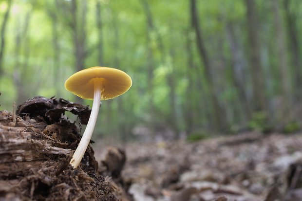 štítovka žltá Pluteus leoninus (Schaeff.) P. Kumm.