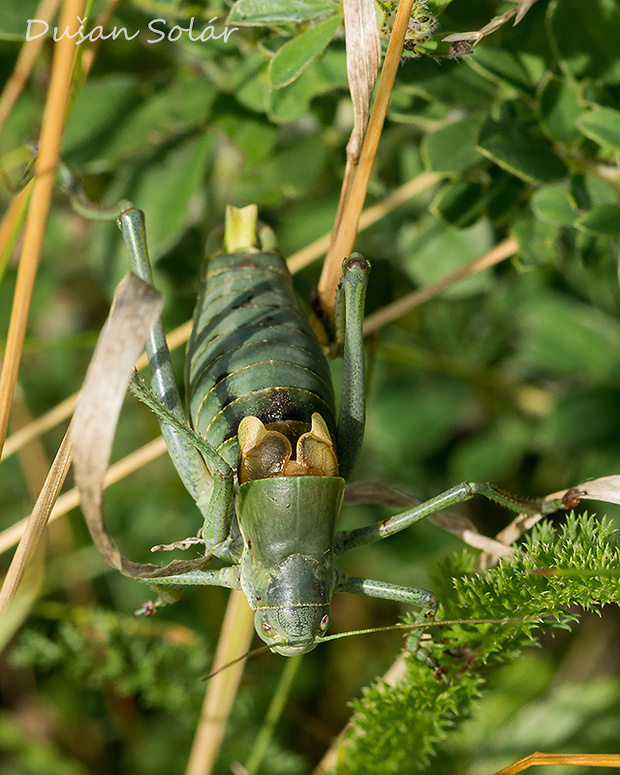 kobylka zúbkatá Polysarcus denticauda