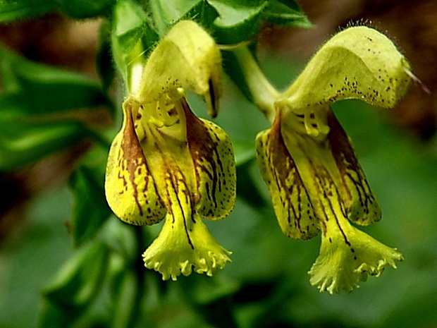 šalvia lepkavá Salvia glutinosa L.