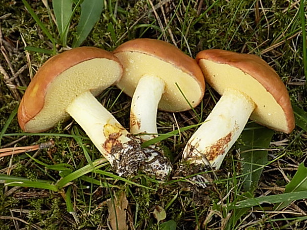 masliak zrnitý Suillus granulatus (L.) Roussel