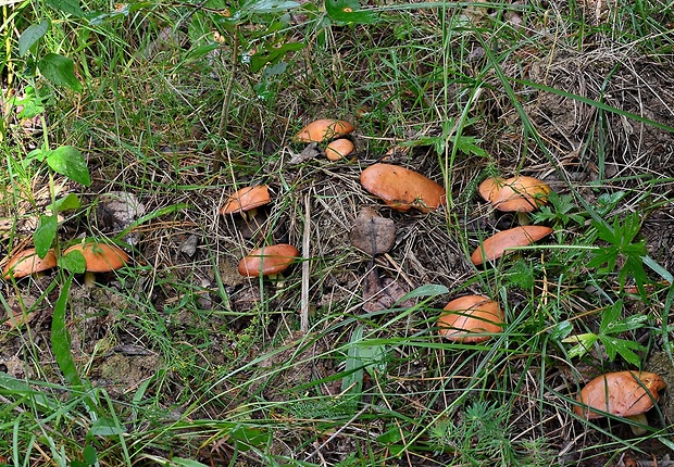 masliak zrnitý Suillus granulatus (L.) Roussel