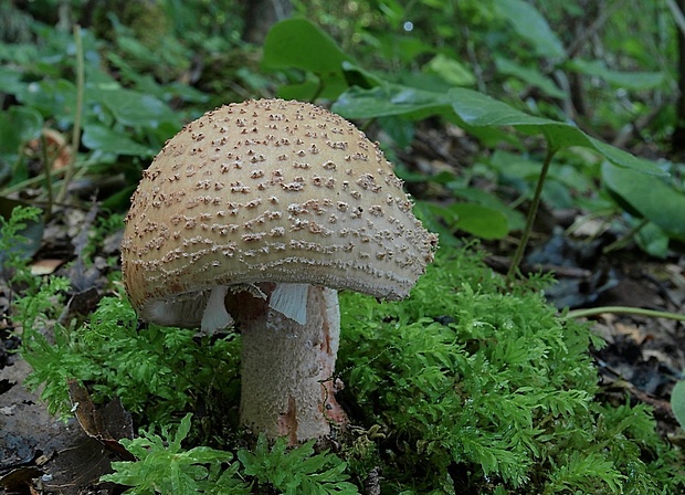 muchotrávka červenkastá Amanita rubescens Pers.