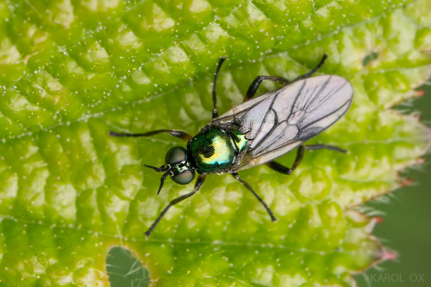 bránivka Beris geniculata