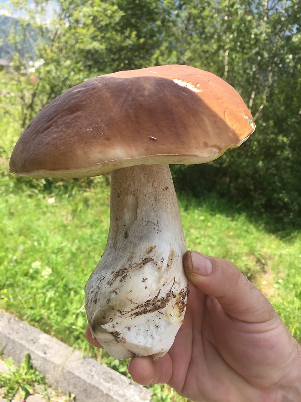 hríb smrekový Boletus edulis Bull.