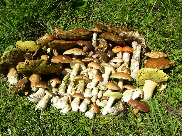 hríb smrekový Boletus edulis Bull.