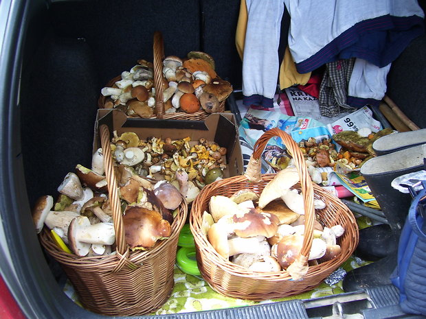 hríb smrekový Boletus edulis Bull.