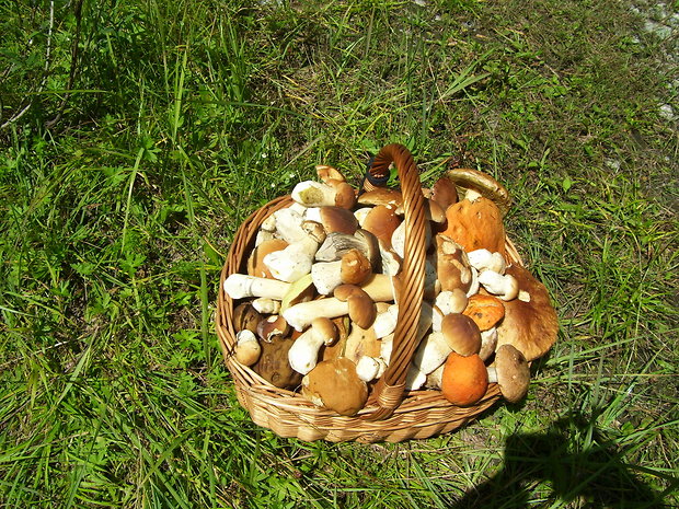 hríb smrekový Boletus edulis Bull.