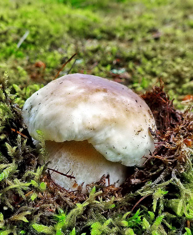 hríb smrekový Boletus edulis Bull.