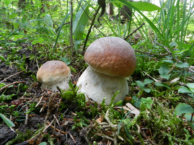 hríb smrekový Boletus edulis Bull.