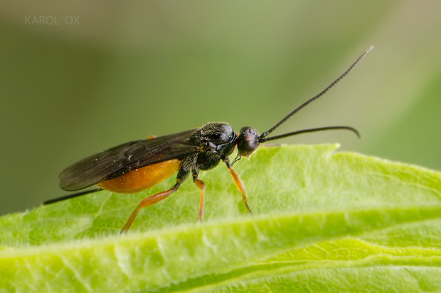 lumčík Braconidae