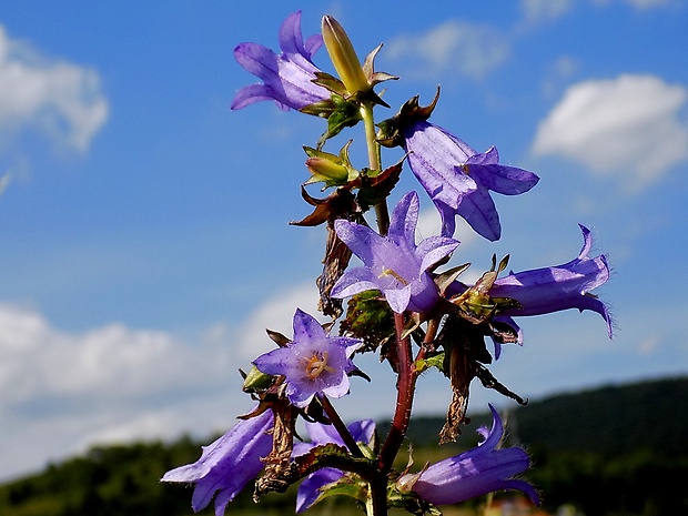 zvonček Campanula sp.