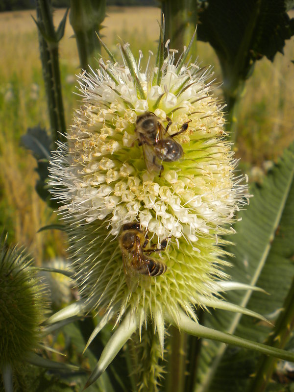 štetka laločnatá Dipsacus laciniatus L.