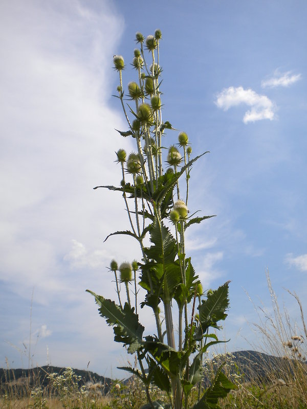 štetka laločnatá Dipsacus laciniatus L.