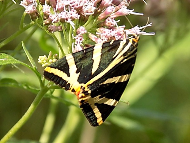 spriadač kostihojový Euplagia quadripunctaria