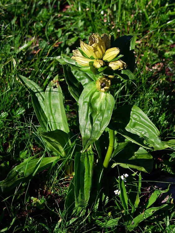 horec bodkovaný Gentiana punctata L.