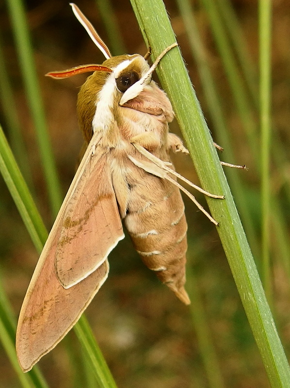 lišaj mliečnikový Hyles euphorbiae