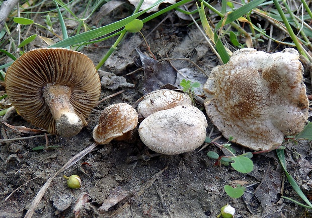 vláknica Inocybe vulpinella Bruyl.