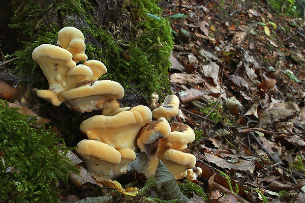 vejárovec obrovský Meripilus giganteus (Pers.) P. Karst.