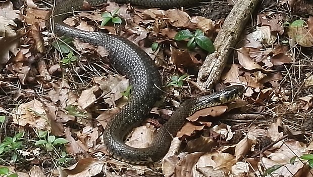 užovka obojková Natrix Natrix