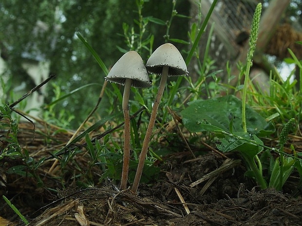 zvoncovec obyčajný Panaeolus papilionaceus (Bull.) Quél.