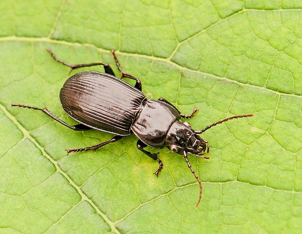 utekáčik Pterostichus melanarius cf.