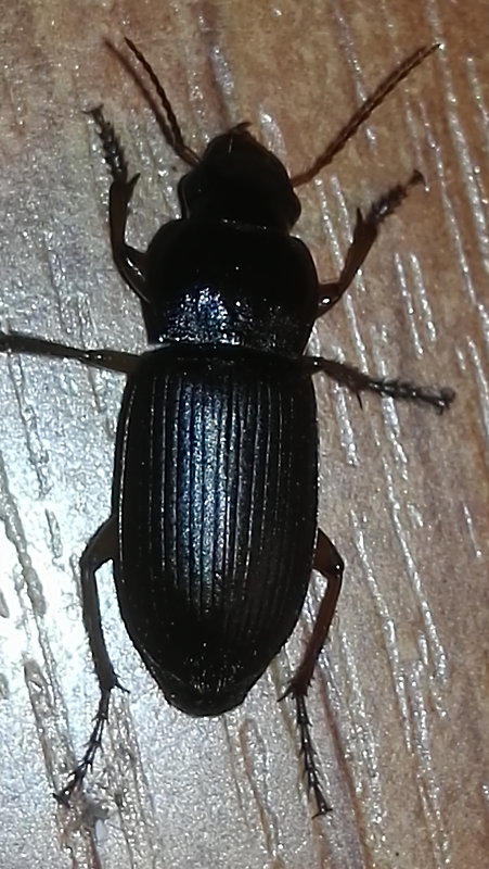 bystruška Pterostichus