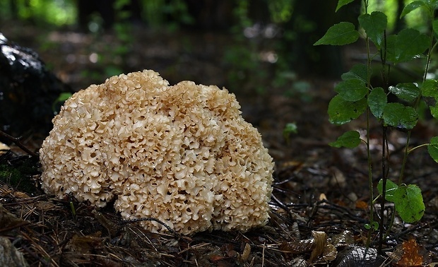 kučierka veľká Sparassis crispa (Wulfen) Fr.